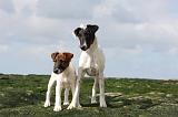 FOX TERRIER POIL LISSE 204